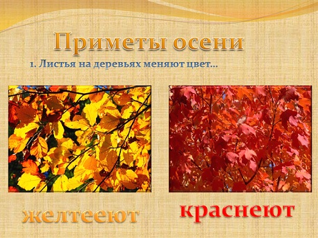 Шаблон презентации «Осень золотая»