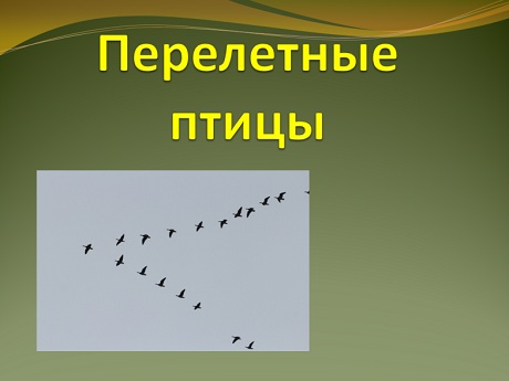 Шаблон презентации PowerPoint «Перелетные птицы»