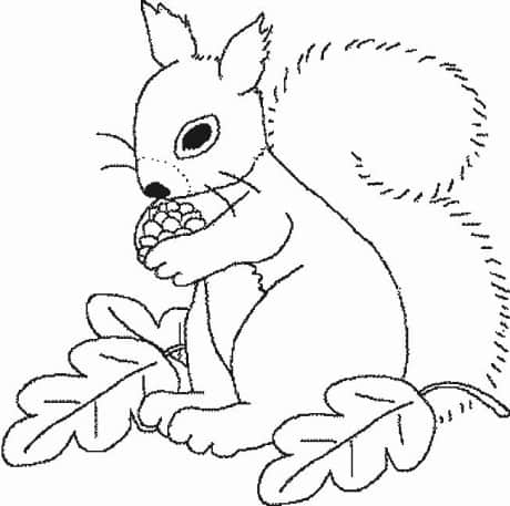 squirrel013