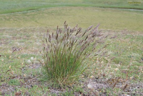 Тонконог жестколистный- скалистое, горно-степное растение высотой до 60 см.