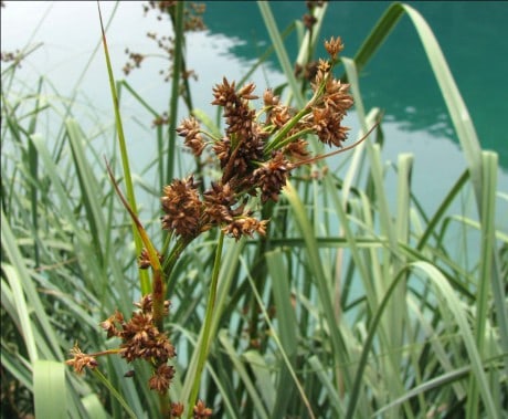 Меч-трава – редкое растение, высотой до 1,5 м, растет по берегам реки Урал, озера Ургун и Карагайка.