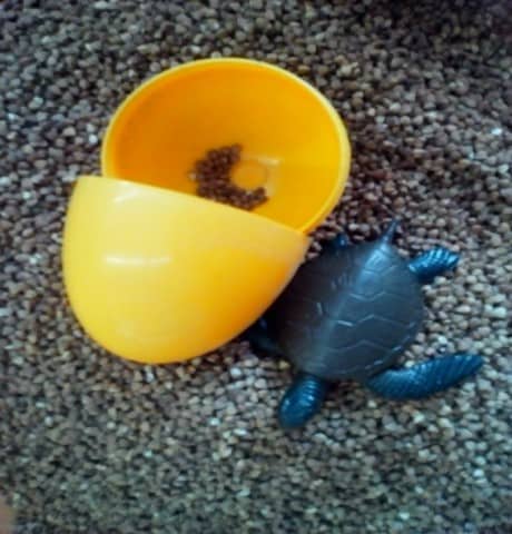 Воспитатель открывает яйцо и достаёт из него игрушечную морскую черепашку.