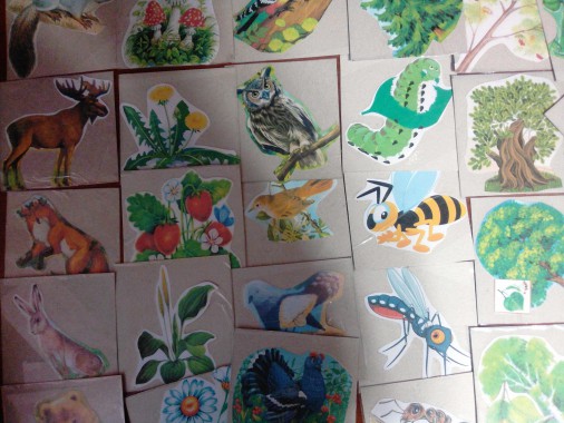 Дидактическая игра по экологическому воспитанию для старших дошкольников в детском саду