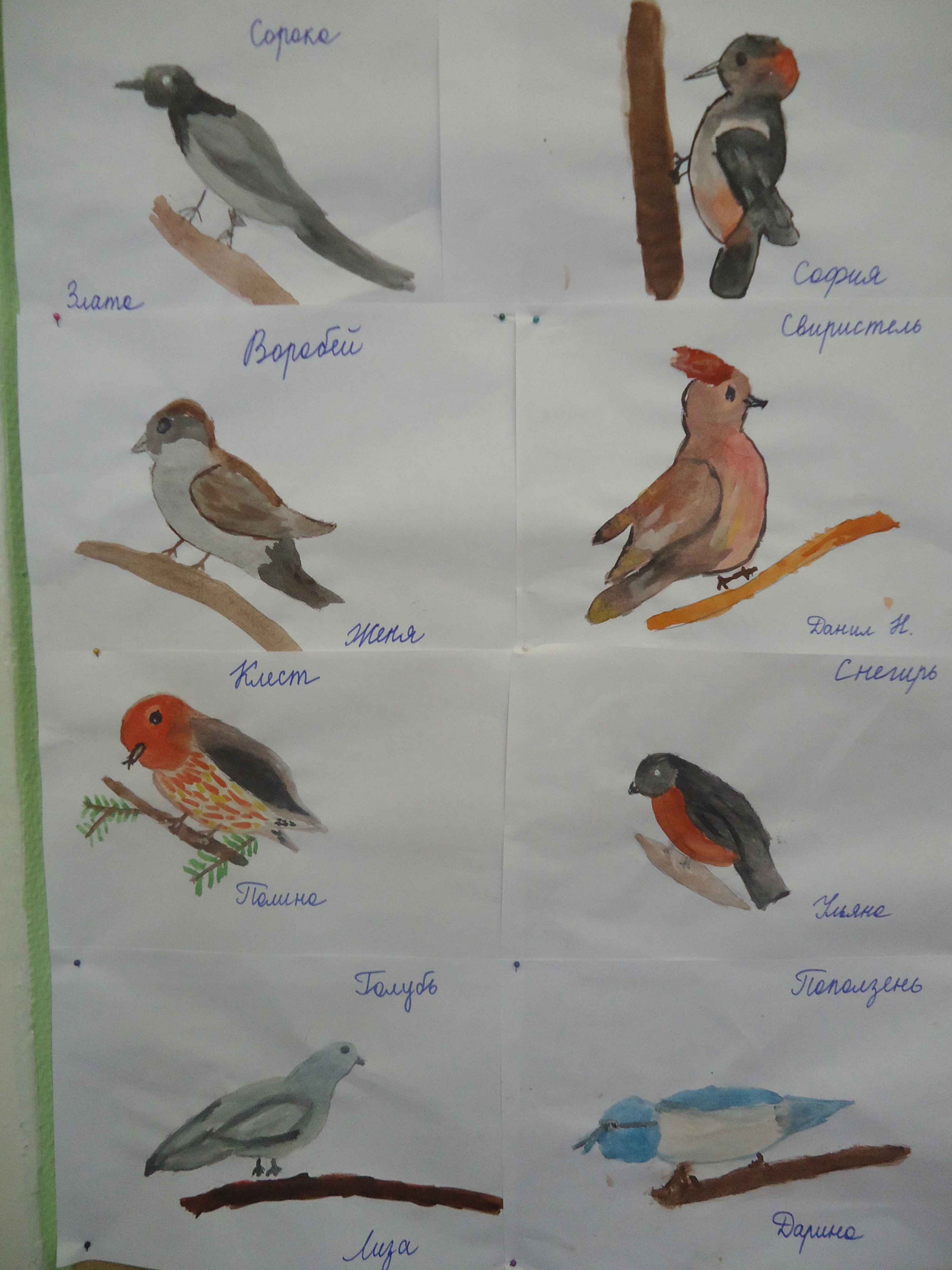 Зимующие птицы Татарстана